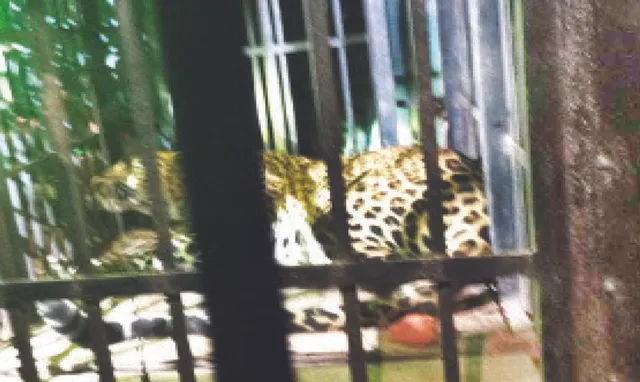 ଯନ୍ତାରେ ବାଘ, ଗାଁରେ ବୁଲୁଛି ବାଘୁଣୀ: ଆତଙ୍କିତ ଗ୍ରାମବାସୀ