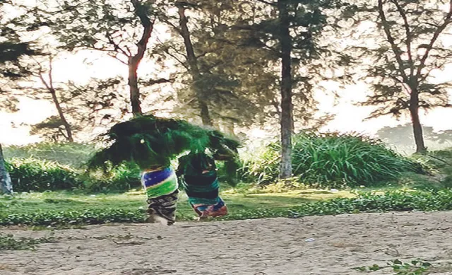 ମରୁଭୂମି ପାଲଟିବ ଝାଉଁ ଜଙ୍ଗଲ! କୂଳଖାଉଛି ସମୁଦ୍ର, ଅଞ୍ଚଳବାସୀ ଭୟଭୀତ