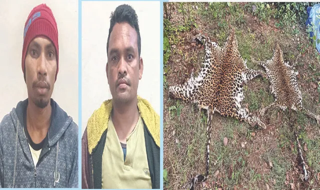 ଚାଲାଣ ପୂର୍ବରୁ ମାଡ଼ିବସିଲା ଏସ୍‌ଟିଏଫ୍‌: କଲରାପତରିଆ ଛାଲ ଜବତ, ୨ ଗିରଫ