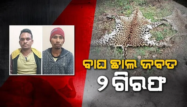 ବେପାର ବେଳେ ମାଡ଼ିବସିଲା ଏସ୍‌ଟିଏଫ୍‌: ୨ଟି କଲରାପତରିଆ ବାଘର ଛାଲ ଜବତ, ୨ ଅଭିଯୁକ୍ତ ଗିରଫ