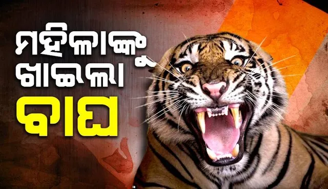 ଶୌଚ ହେବା ଲାଗି ବାହାରକୁ ଯାଇଥିଲେ ମହିଳା: ଖାଇଦେଲା ବାଘ