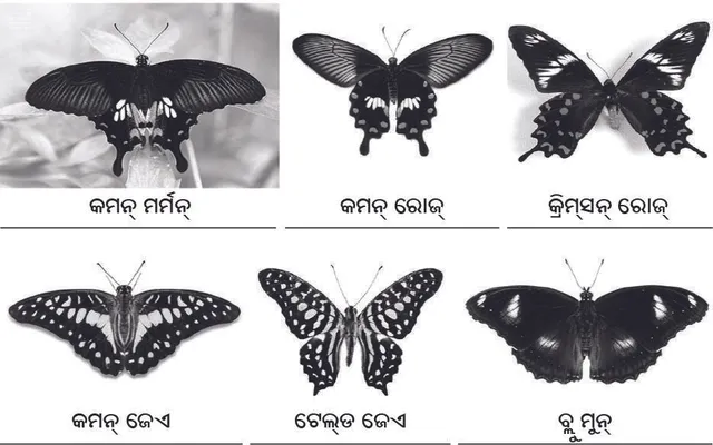 ପତଙ୍ଗପାଥି