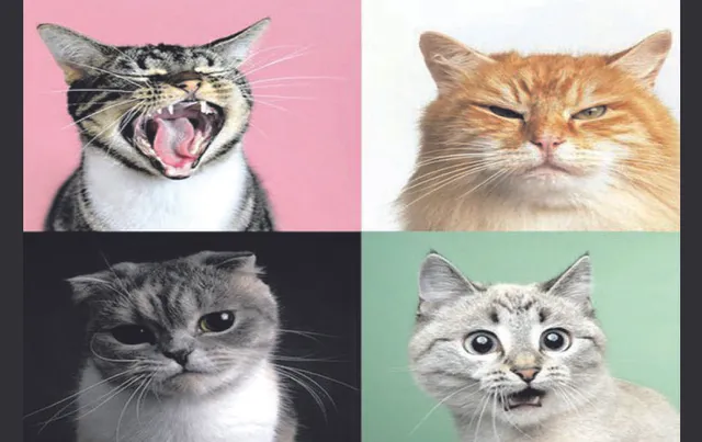 ବିରାଡ଼ି ଦେଖାଏ ୩୦୦ ଠାଣି : ୪୫ ପ୍ରତିଶତ ବନ୍ଧୁତ୍ବପୂର୍ଣ୍ଣ, ୩୭ ପ୍ରତିଶତ ଆକ୍ରମଣାତ୍ମକ