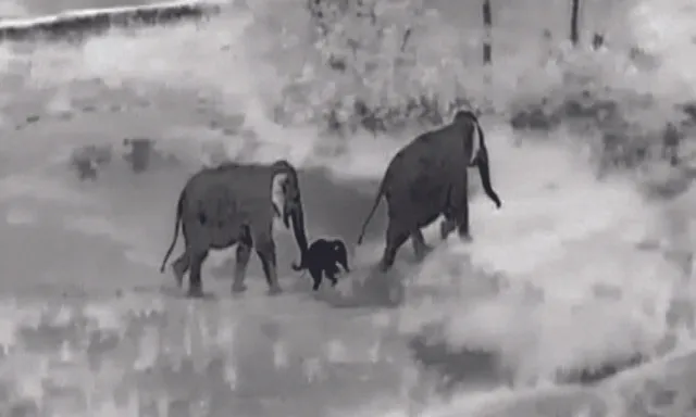 ଜଙ୍ଗଲରେ ବୁଲୁଛି ଅସୁସ୍ଥ ହାତୀଛୁଆ