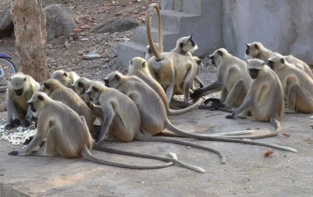 ପେଟ ଚିରି ଅନ୍ତଃବୁଜୁଳା ବାହାର କରି ୧୦ ବର୍ଷିୟ ବାଳକକୁ ମାରି ପକାଇଲେ ମାଙ୍କଡ଼ପଲ