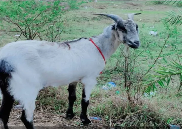 ରୋସନାରାଙ୍କ ‘ଗୋଟ୍ଟୁ’ ଆଉ ନାହିଁ