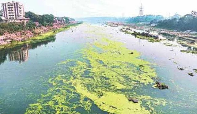 ସୁବର୍ଣ୍ଣରେଖାରେ ଝାଡ଼ଖଣ୍ଡୀ ବିଷ !