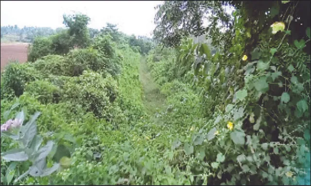 ସଫେଇ, ମରାମତିରେ କୋଟିକୋଟି ଖର୍ଚ୍ଚ ତଥାପି... ଶୁଖିଲା ପଡ଼ିଛି କେନାଲ, ବିଲ ଫାଟି ଆଁ