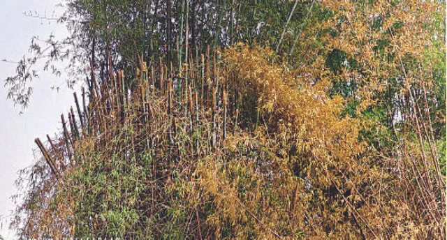 ନିଶ୍ଚିହ୍ନ ହୋଇଯିବ ବାଉଁଶ ଜଙ୍ଗଲ: ବେଧଡ଼କ କଟା ହେଉଛି, ନିଆଁ ଲଗାଇ ଜାଳି ଦିଆଯାଉଛି