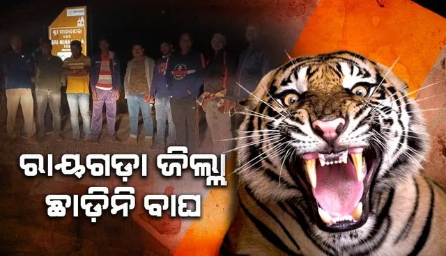 ରାୟଗଡ଼ାରେ ମହାବଳ ଆତଙ୍କ: ବାଘକୁ ଠାବ ନେଇ ବନ ବିଭାଗ ନାକେଦମ୍