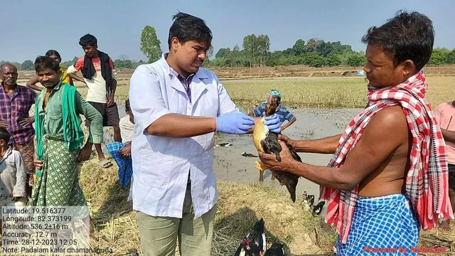 ଋଣ ଟଙ୍କାରେ ଫାର୍ମ କରିଥିଲେ ଚାଷୀ; ୫ ଘଣ୍ଟାରେ ୧୬ଟି ବତକଙ୍କ ମୃତ୍ୟୁ