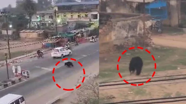 ନୂଆପଡ଼ାରେ ଆତଙ୍କ ସୃଷ୍ଟି କରିଥିଲା ଭାଲୁ, ପିଜୁଳି ଖାଇବାକୁ ଯାଇ କୂଅରେ ପଡ଼ି ଜୀବନ ହରାଇଲା