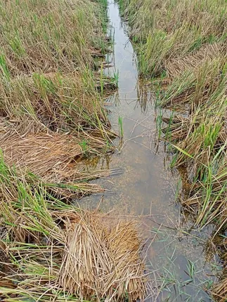 ବିନିକା ଅଞ୍ଚଳରେ ଚାଷଜମି ଜଳମଗ୍ନ ଧାନ, ପରିବା ଫସଲ ନଷ୍ଟ