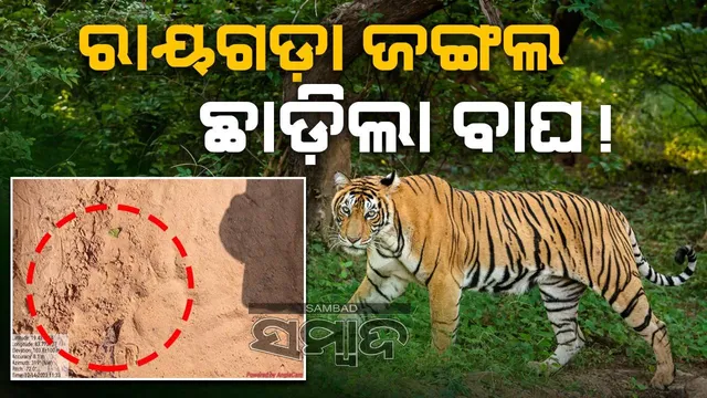 ରାୟଗଡ଼ା ଜଙ୍ଗଲ ଛାଡ଼ିଲା କି ବାଘ? ଲୋକଙ୍କୁ ମିଳିଲା ଆଶ୍ବସ୍ତି, ବନ ବିଭାଗର ତଦନ୍ତ ଜାରି