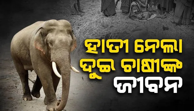 ପାଚିଲା ଧାନ ଜଗିବାକୁ ଯାଇଥିଲେ ଦୁଇ ଚାଷୀ: ହାତୀ ଆକ୍ରମଣରେ ଚାଲିଗଲା ଜୀବନ