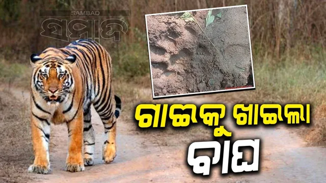 ପଦ୍ମପୁର ରେଂଜରେ ବୁଲୁଛି ମହାବଳ ବାଘ; ଆମ୍ବଖୁଲା ଗ୍ରାମ ନିକଟରେ ଗାଈକୁ ଖାଇଲା
