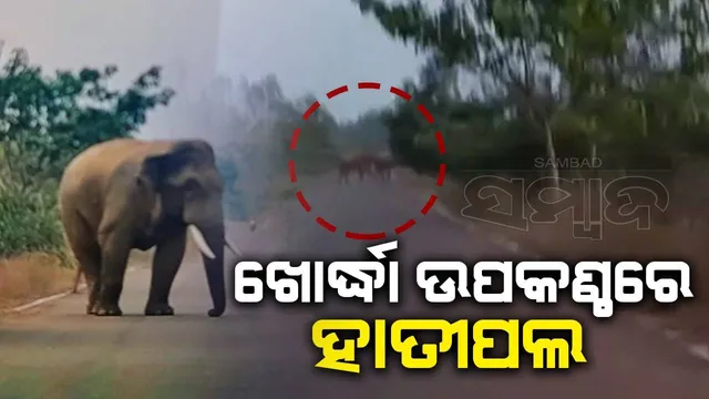 ଖୋର୍ଦ୍ଧା ଉପକଣ୍ଠରେ ହାତୀପଲ, ମଳିପଡ଼ାରେ ଜଗିଛି ଦନ୍ତା