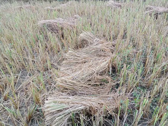 ବାତ୍ୟା ‘ମିଗଜୋମ୍‌’ର ପ୍ରଭାବ: ଲଗାଣ ବର୍ଷାରେ ଧାନ ଓ ପରିବା ଚାଷ ନଷ୍ଟ, ଚିନ୍ତାରେ ଚାଷୀ