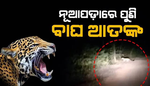 ନୂଆପଡ଼ାରେ ପୁଣି ଆତଙ୍କ: ବାଘ ଓ ତାର ଦୁଇଟି ଛୁଆକୁ ଦେଖିଲେ ଲୋକେ