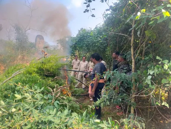 ସବୁଜ ଜହର ନେଇ ଚଢାଉ: ୯ ହଜାର ଗଂଜେଇ ଗଛକୁ ନଷ୍ଟ କଲା ପୁଲିସ