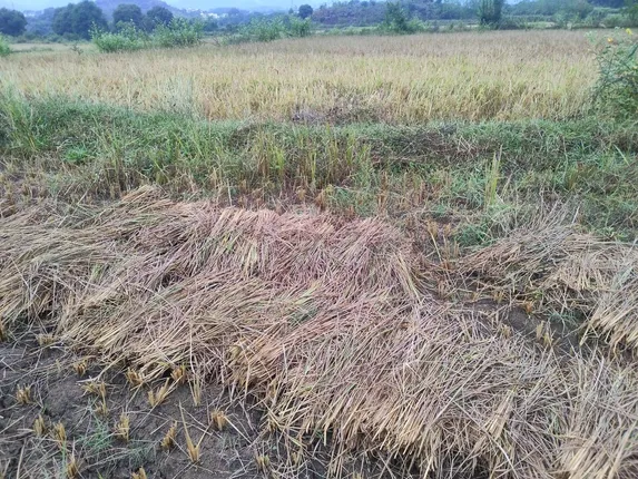 ବର୍ଷାରେ ଭିଜିଲା ଧାନ ଓ କପା: ଲଗାଣ ବର୍ଷାରେ ଜନଜୀବନ ଅସ୍ତବ୍ୟସ୍ତ