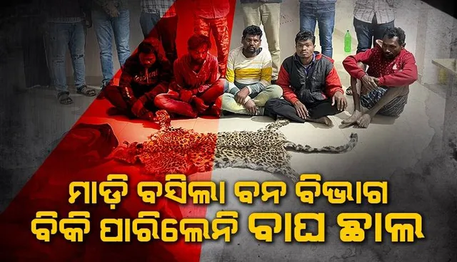 ବନ ବିଭାଗର ଚଢ଼ଉ: କଲରାପତରିଆ ବାଘଛାଲ ଜବତ, ୬ ଗିରଫ