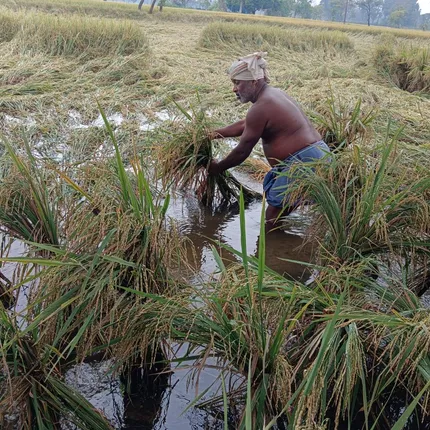 ମିଗଜୋମ୍‌ ନେଇ ସତର୍କ କଲାନି ପ୍ରଶାସନ: ବିକିବା ଆଗରୁ ଭାସିଲା ଧାନ, ନଷ୍ଟ ହେଲା କପା