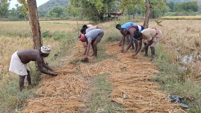 ବିଲରେ ଭିଜିଲା ଚାଷୀଙ୍କ ଧାନ, ଗଜା ହେବା ଆଶଙ୍କା