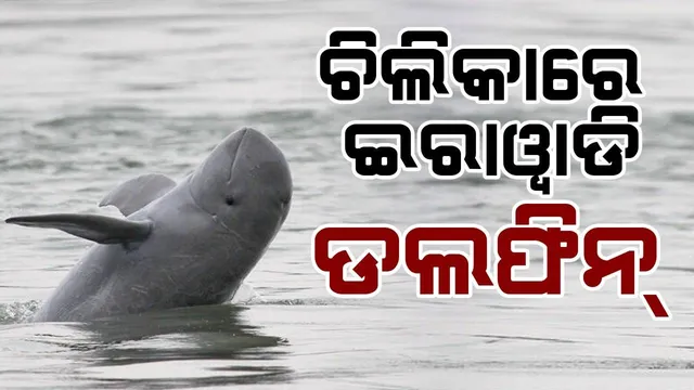 ବିଲୁପ୍ତ ପ୍ରାୟ ଇରାୱାଡି ଡଲଫିନ୍ : ଚିଲିକାରେ ପର୍ଯ୍ୟଟନ ଋତୁରେ ମୋଟରଚାଳିତ ଡଙ୍ଗା ଭୟ