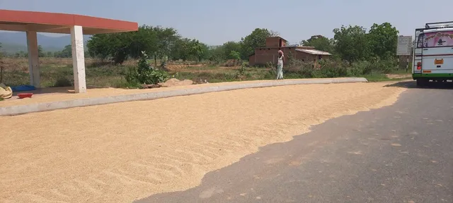 ରାଜପଥ ଉପରେ ଧାନ, କମୁଛି ମାନ