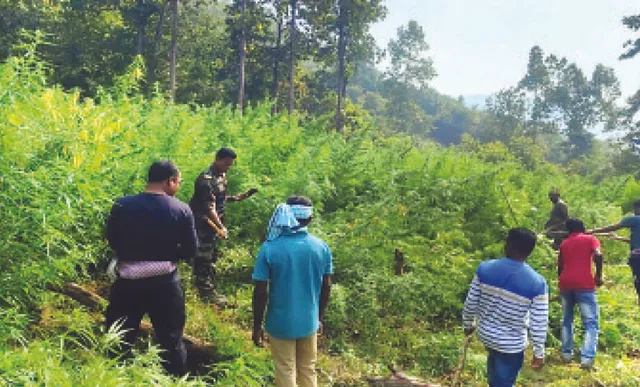 ଦେଢ଼କୋଟିର ଗଞ୍ଜେଇ ଗଛ ନଷ୍ଟ କଲା ପୁଲିସ