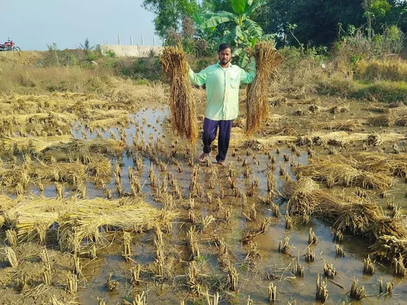 ପାନୀୟଜଳ ପ୍ରକଳ୍ପ ପାଣିରେ ବୁଡ଼ିଲା ପାଚିଲା ଧାନ