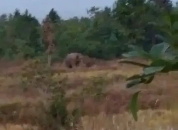 ଘଣ୍ଟାଶୁଣି ଜଙ୍ଗଲରେ ହାତୀ, ବିନିକାବାସୀ ଆତଙ୍କିତ