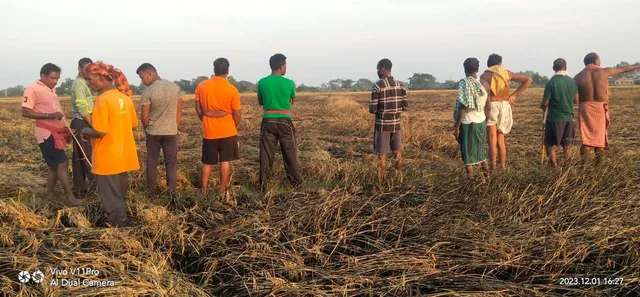 ନିଆଁ ଲାଗି ଜଳିଗଲା ଏକର ଏକର ଧାନ ଫସଲ