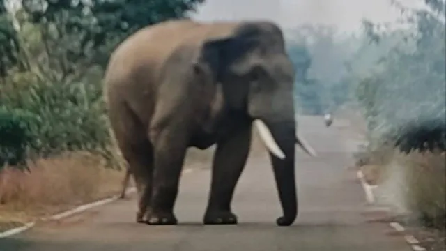 ତାଣ୍ଡବ ରଚିଲେ ହାତୀପଲ, କ୍ଷେତକୁ ଯାଇଥିବା ବେଳେ ଯୁବକଙ୍କୁ ଦଳିଦେଲେ