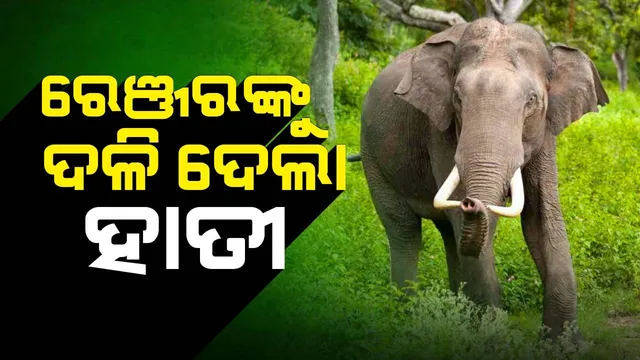 ହାତୀ ଘଉଡ଼ାଇବାକୁ ଯାଇ ଦନ୍ତା ହାବୁଡ଼ରେ ପଡ଼ିଲେ ନର୍ଲା ରେଞ୍ଜର: ଚିକିତ୍ସାଧୀନ ଅବସ୍ଥାରେ ମୃତ୍ୟୁ