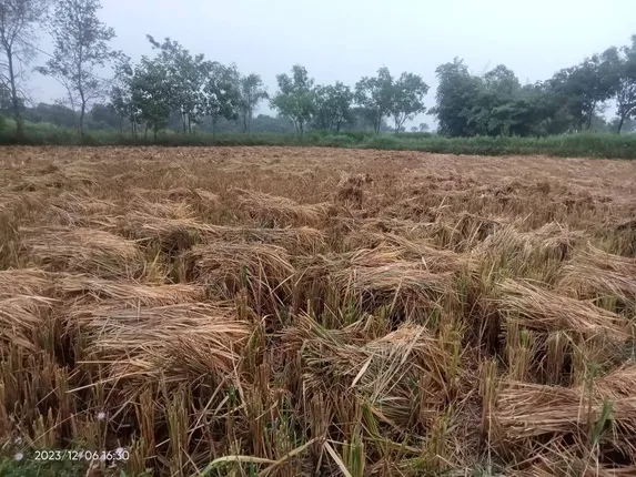 ‘ମିଗଜୋମ’ ବାତ୍ୟା: ଅଦିନିଆ ବର୍ଷା, ଉଜାଡ଼ି ଦେଲା ଫସଲ