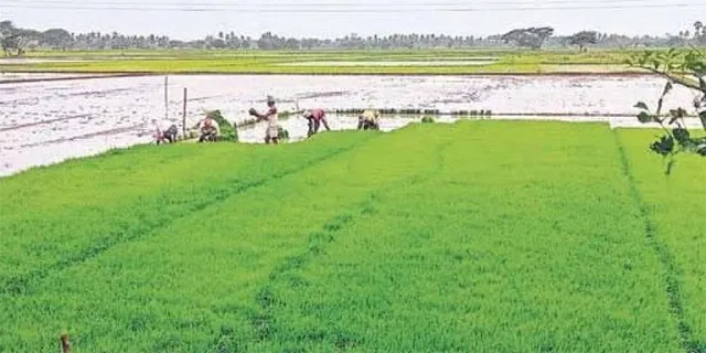 ମୁଗଚାଷ ପ୍ରୋତ୍ସାହନ ପ୍ରହସନ: ୨୩୬୦ କୁଇଣ୍ଟାଲ ବିହନ ବାଣ୍ଟିଲେ କାହାକୁ?