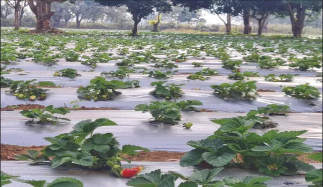 ଚକୋଟିଆ ଭୁଞ୍ଜିଆଙ୍କୁ ଷ୍ଟ୍ରବେରି ଦେଇଛି ପରିଚୟ: ବର୍ଷକରେ ୬୦ ଲକ୍ଷ ରୋଜଗାର