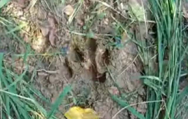 ଦିନରେ ଲୁଚୁଛି, ରାତିରେ ବୁଲୁଛି: ବାଛୁରି ଶିକାର କଲା ମହାବଳ