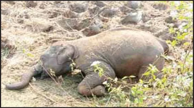 ବିଦ୍ୟୁତ୍‌ ଆଘାତରେ ହାତୀଛୁଆ ମୃତ: ତାର ବିଛାଇଥିବା ୨ ଗିରଫ