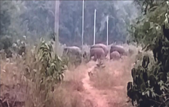 ଓଡ଼ଗାଁରେ ମାତିଛନ୍ତି ୧୩ ଟିକିଆ ହାତୀପଲ