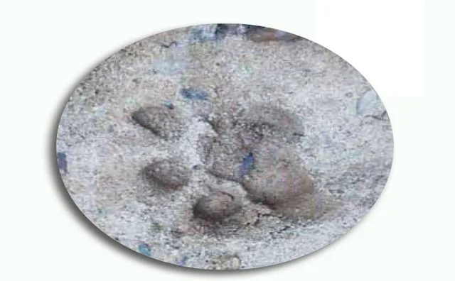 ରାୟଗଡ଼ା ଜିଲ୍ଲା ଛାଡ଼ୁନି ମହାବଳ, ବନ ବିଭାଗ ନାକେଦମ