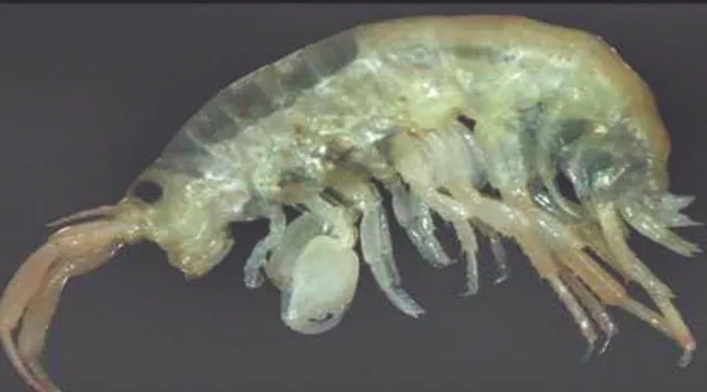 ନୂତନ ପ୍ରଜାତିର ଉଭୟଚର ଜୀବ ଚିହ୍ନଟ