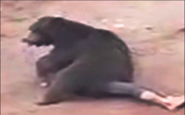 ଭାଲୁ ସହ ଲଢ଼ି ପ୍ରାଣ ହାରିଲେ ଠିକାଦାର