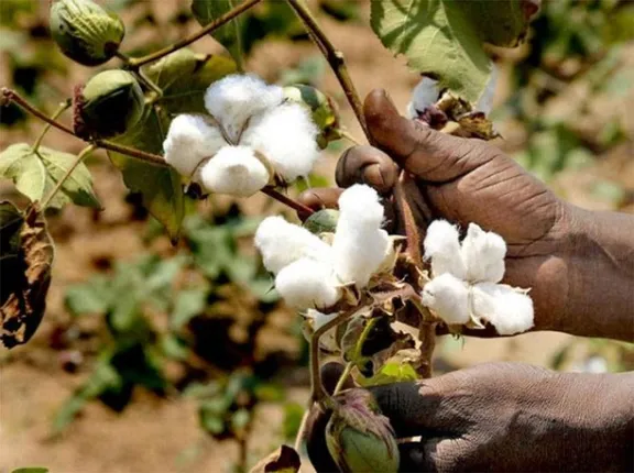 କ୍ଷତିରେ କଳାହାଣ୍ଡି କପାଚାଷୀ: ଉତ୍ପାଦନ ବଢ଼ୁଛି, ଭିତ୍ତିଭୂମି ନାହିଁ, ଗୋଟିଏ ବି ସରକାରୀ ଜିନିଂ କି ସ୍ପିନିଂ ମିଲ୍‌ ଚାଲୁନି