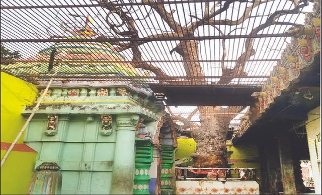 ଅସ୍ତିତ୍ବ ହରାଇଲା ଆସ୍ଥା: ମା’ ବୁଢ଼ୀ ଠାକୁରାଣୀଙ୍କ ମନ୍ଦିରରେ ପୂଜା ପାଉଥିବା ନିମ୍ବ ଗଛ ଶୁଖିଗଲା, ଶ୍ରଦ୍ଧାଳୁ ମର୍ମାହତ