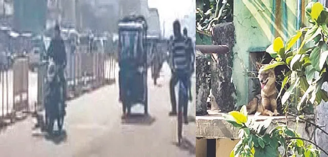 ବଡ଼ଦାଣ୍ଡରେ ବିଲୁଆ: ଦୁର୍ଘଟଣାରେ ଚାଳକ ଗୁରୁତର