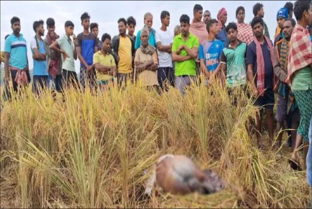 ବର୍ଷକରେ ହାତୀ ନେଲାଣି ୭ ମୁଣ୍ଡ: ନଷ୍ଟମୁଖୀ କରିଡର, ବଢ଼ୁଛି ହାତୀ-ମଣିଷ ଲଢ଼େଇ