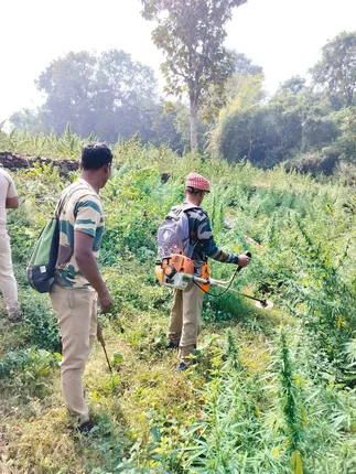 କୋଟିଏରୁ ଊର୍ଦ୍ଧ୍ୱ ଟଙ୍କାର ଗଞ୍ଜେଇ ଚାଷ ନଷ୍ଟ କଲା ପୁଲିସ